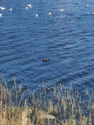 Sothøne (Fulica atra)