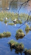 Fiskemåke (Larus canus)