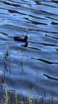 Sothøne (Fulica atra)