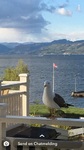 Sildemåke (Larus fuscus)