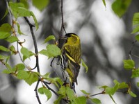 Grønnsisik (Carduelis spinus)