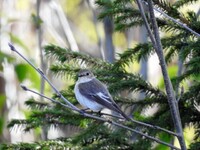 Svarthvit fluesnapper (Ficedula hypoleuca)