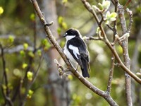 Svarthvit fluesnapper (Ficedula hypoleuca)