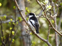 Svarthvit fluesnapper (Ficedula hypoleuca)