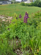 Hagelupin/sandlupin (Lupinus polyphyllus/nootkatensis)