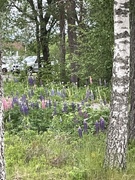 Sandlupin (Lupinus nootkatensis)