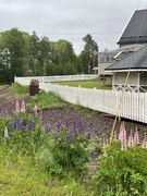 Sandlupin (Lupinus nootkatensis)