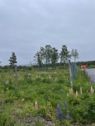 Sandlupin (Lupinus nootkatensis)