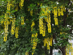 Gullregnslekta (Laburnum)