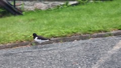 Tjeld (Haematopus ostralegus)