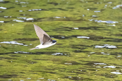 Taksvale (Delichon urbicum)