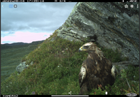 Kongeørn (Aquila chrysaetos)