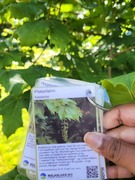 Platanlønn (Acer pseudoplatanus)