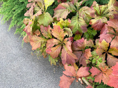 Koreabronseblad (Rodgersia podophylla)