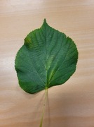 Lind (Tilia cordata)