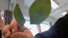 Gråselje (Salix cinerea)