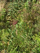 Geitrams (Epilobium angustifolium)