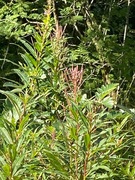 Geitrams (Epilobium angustifolium)