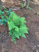 Skogburkne (Athyrium filix-femina)