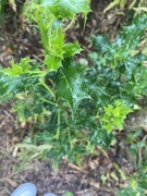 Kristtornfamilien (Aquifoliaceae)