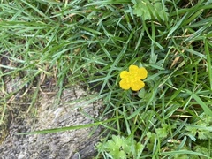 Bakkeføllblom (Scorzoneroides autumnalis subsp. autumnalis)