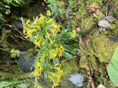 Skoggullris (Solidago virgaurea subsp. virgaurea)