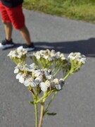 Nyseryllik (Achillea ptarmica)