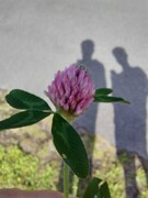 Rødkløver (Trifolium pratense)