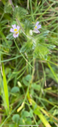 Bakkeøyentrøst (Euphrasia stricta var. stricta)