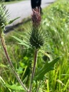 Veitistel (Cirsium vulgare)