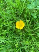 Bakkesoleie (Ranunculus acris)