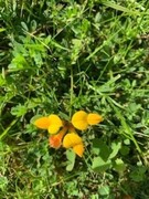 Tiriltunge (Lotus corniculatus)