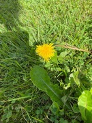 Hornløvetann (Taraxacum cornutum)