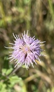 Åkertistel (Cirsium arvense)