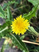 Stivdylle (Sonchus asper)