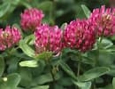 Rødkløver (Trifolium pratense)