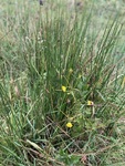 Bakkesoleie (Ranunculus acris)