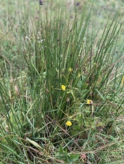 Bakkesoleie (Ranunculus acris)