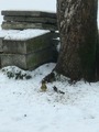 Fugler (Aves)