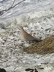 Tyrkerdue (Streptopelia decaocto)