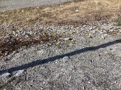 Nagleløvetann (Taraxacum unguilobum)