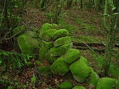 Moser (Bryophytes)