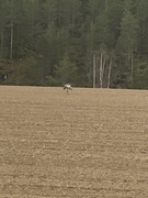 Fugler (Aves)