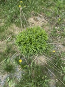 Kanadagullris (Solidago canadensis)