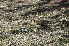 Stillits (Carduelis carduelis)