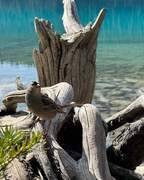 Fugler (Aves)