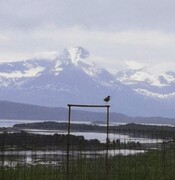 Rødstilk (Tringa totanus)