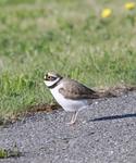 Dverglo (Charadrius dubius)