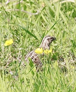 Vaktel (Coturnix coturnix)