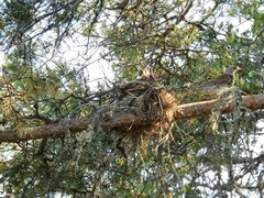 Gråtrost (Turdus pilaris)